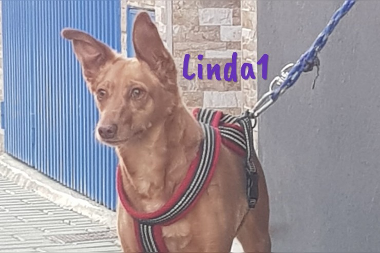 Linda1