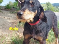 Mela