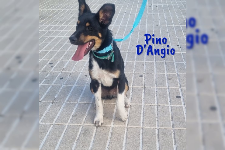 Pino D’Angio