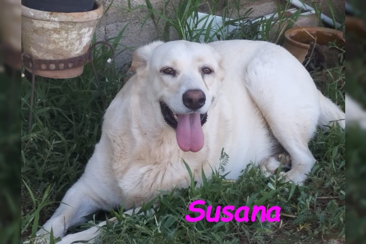 Susana