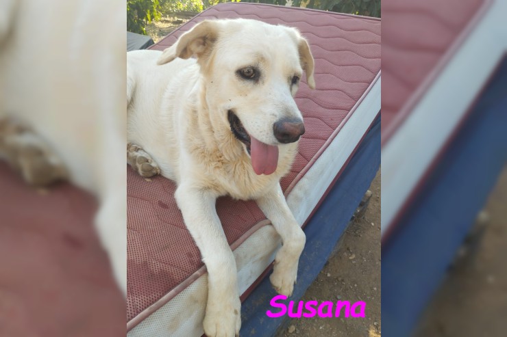 Susana