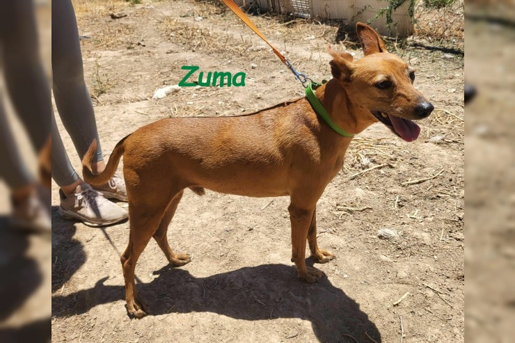 Zuma