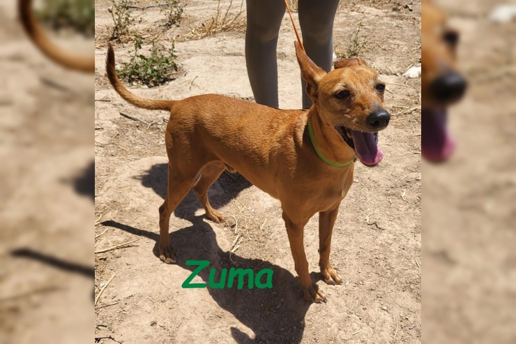 Zuma