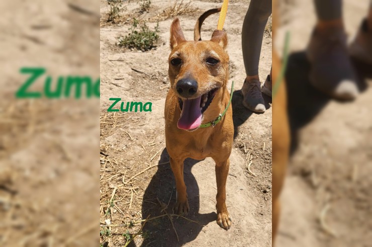 Zuma