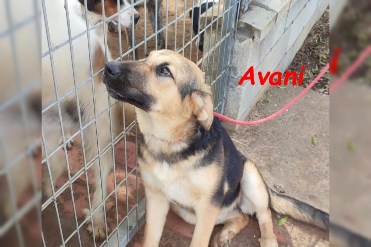 Avani