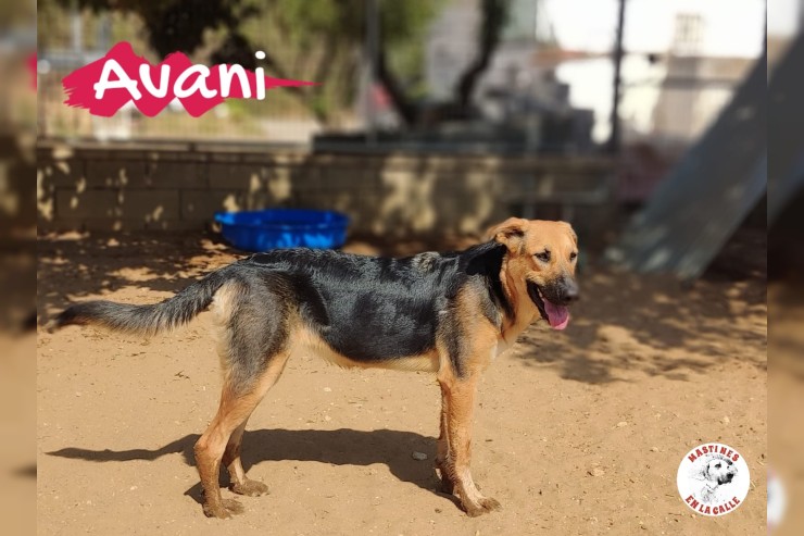 Avani