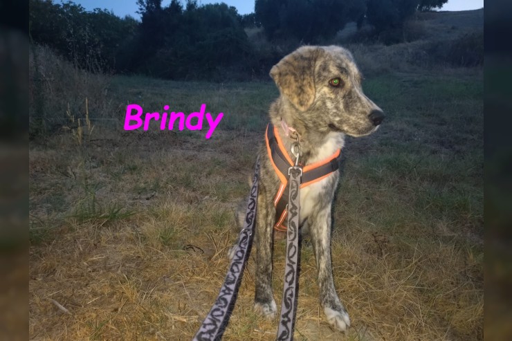 Brindy