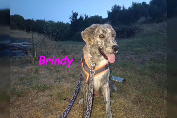 Brindy