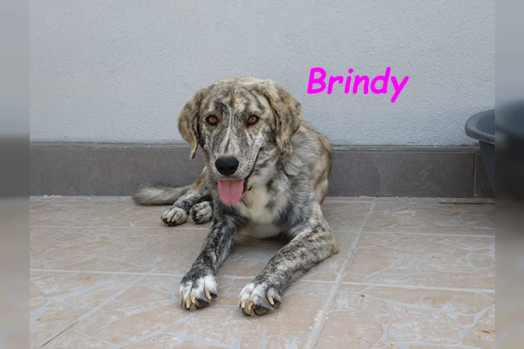 Brindy