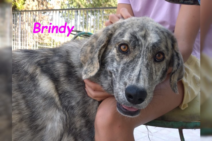 Brindy