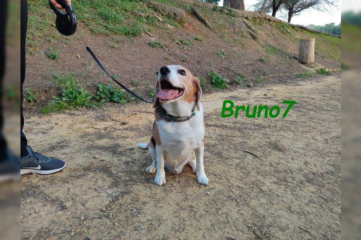 Bruno7