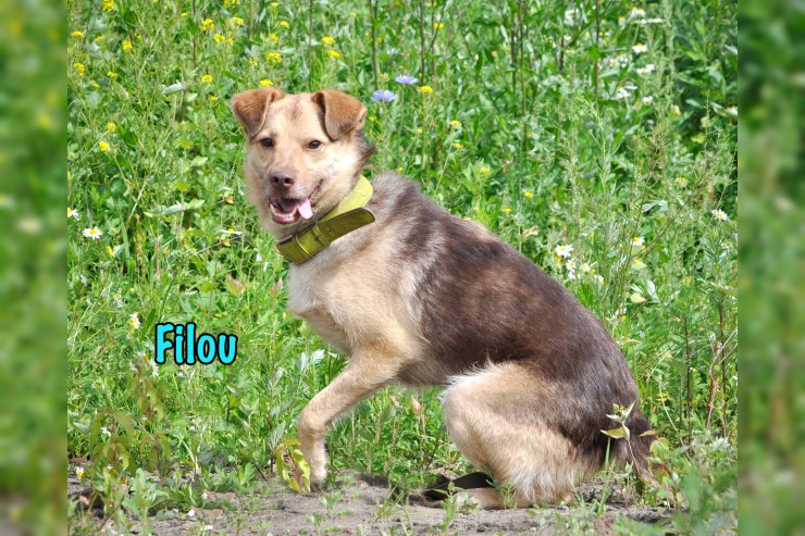 Filou