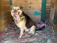 Filou