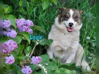 Louie