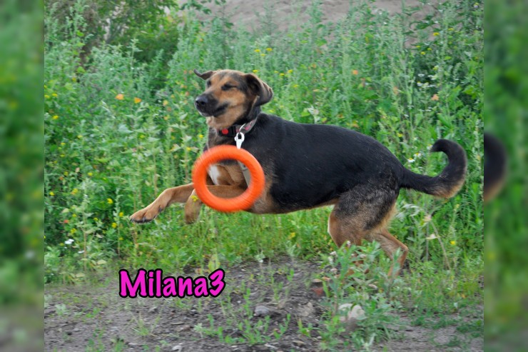 Milana3