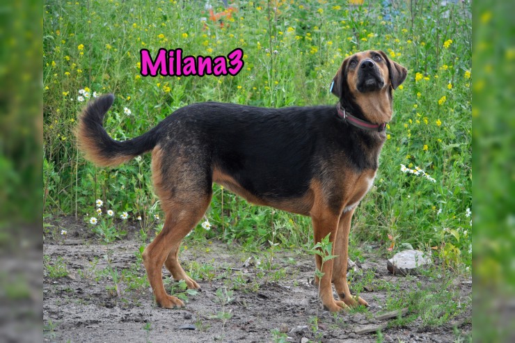 Milana3