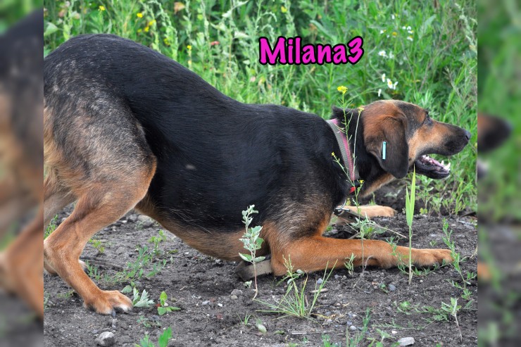 Milana3