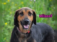 Milana3