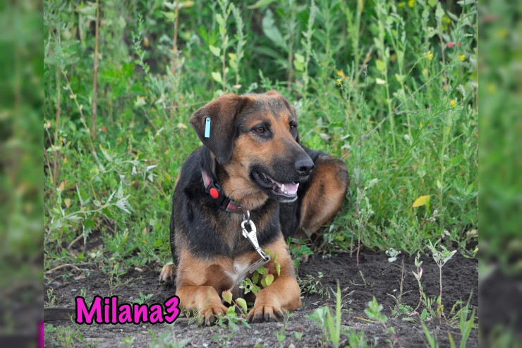 Milana3