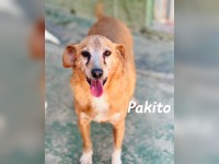 Pakito