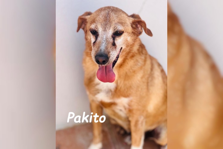 Pakito