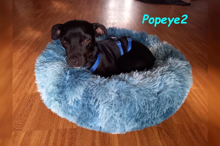 Popeye2