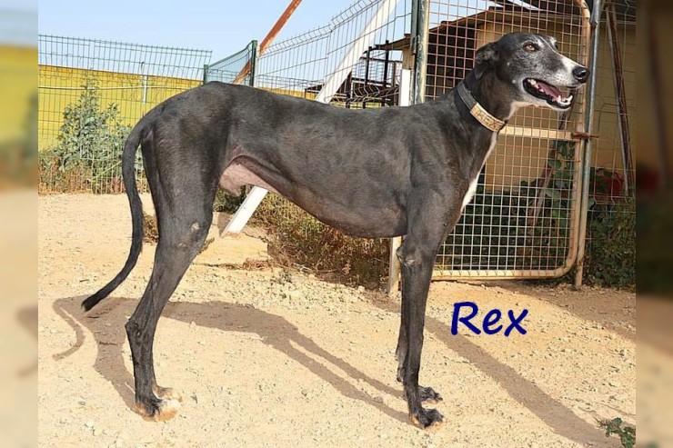 Rex