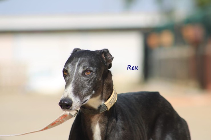 Rex