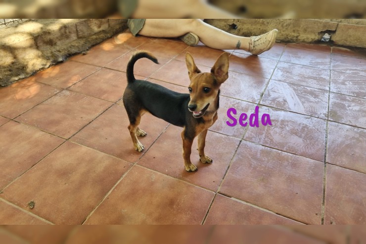 Seda