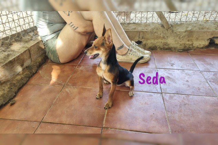 Seda