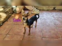 Seda