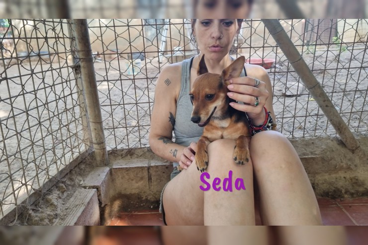 Seda