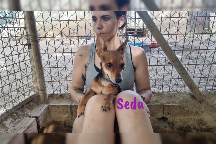 Seda