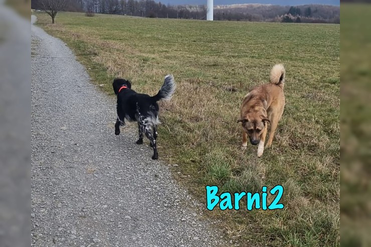 Barni2