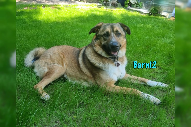 Barni2