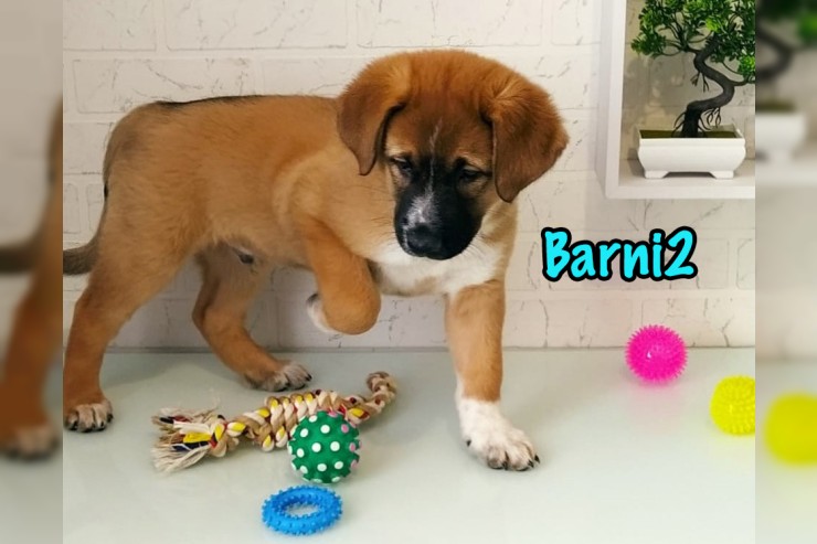 Barni2