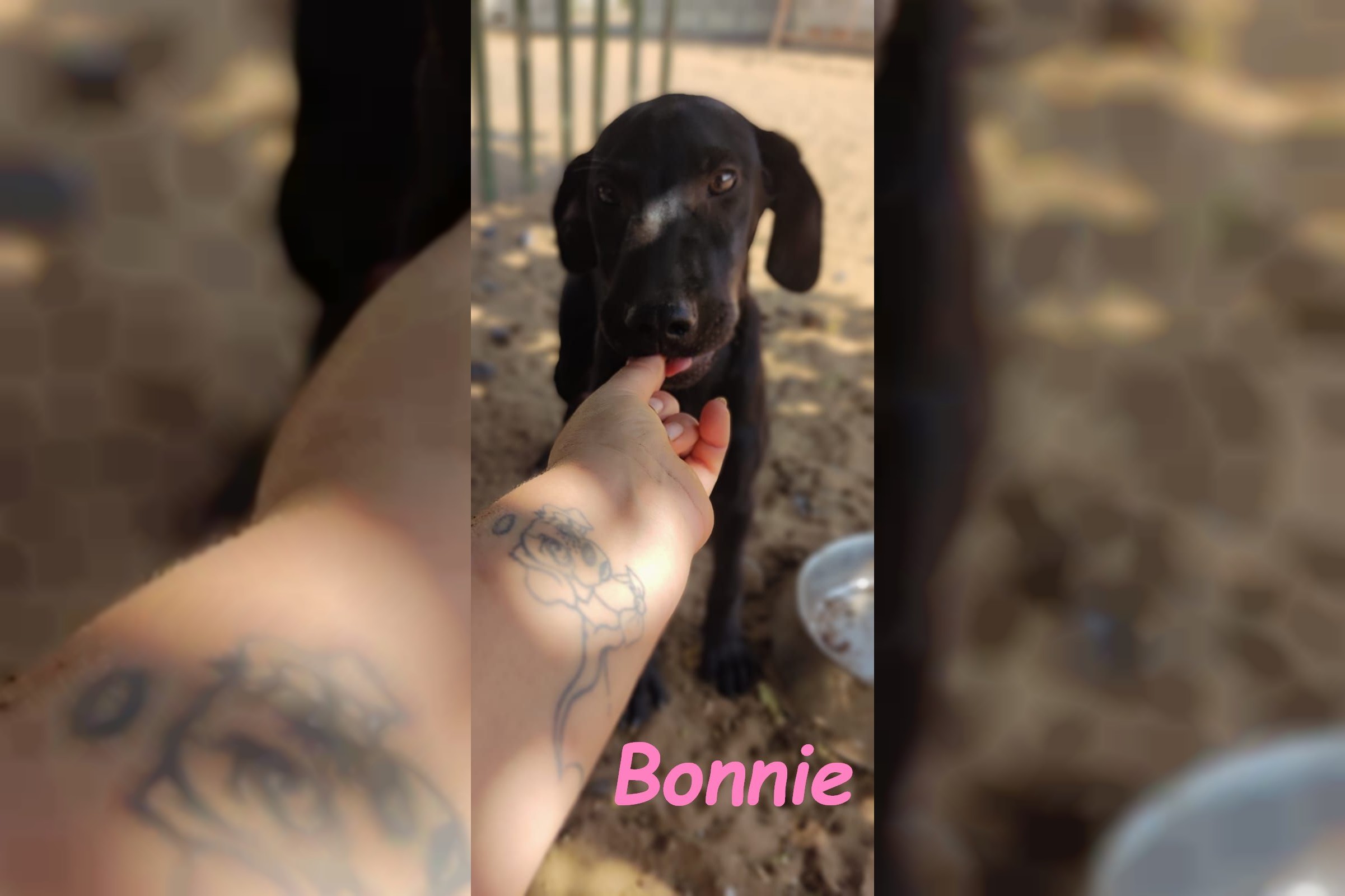 Bonnie