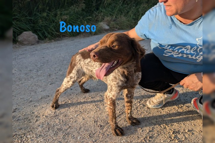 Bonoso