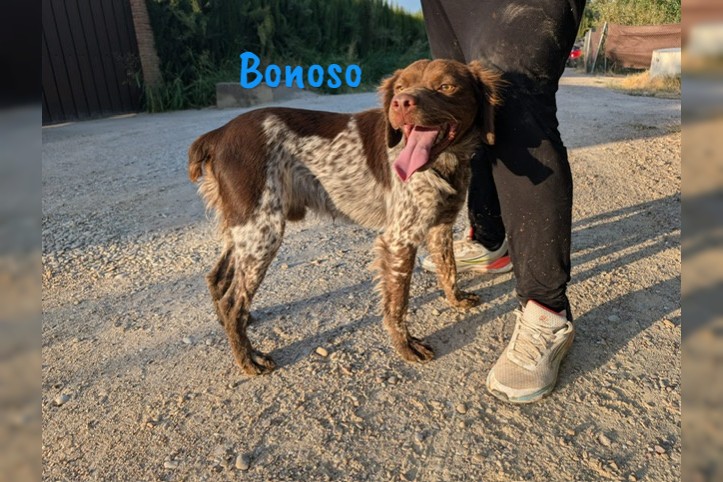 Bonoso