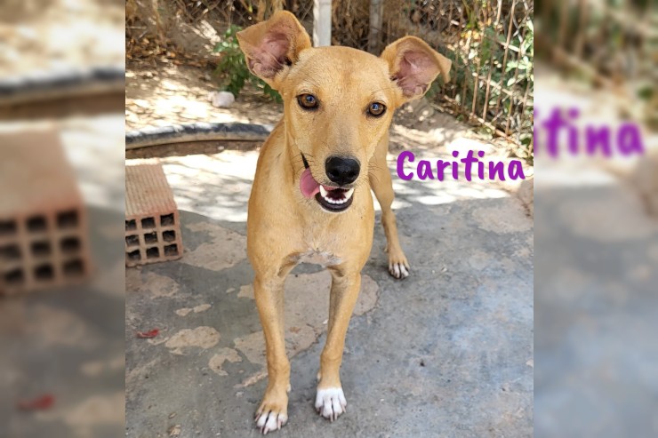 Caritina