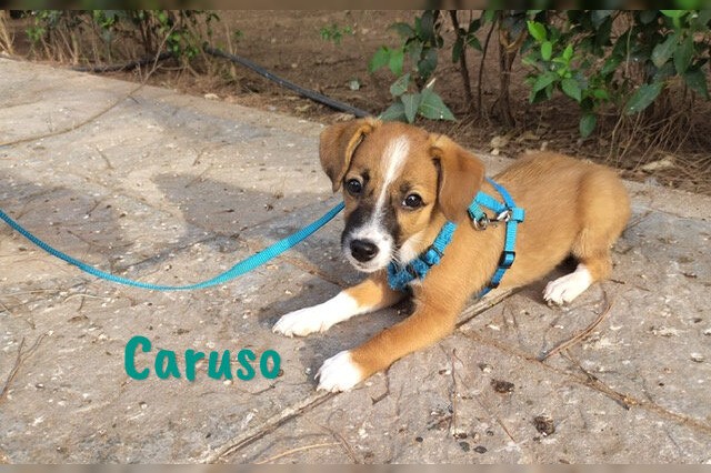 Caruso