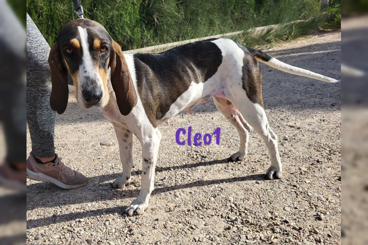 Cleo1