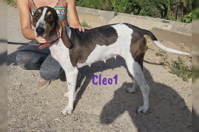 Cleo1