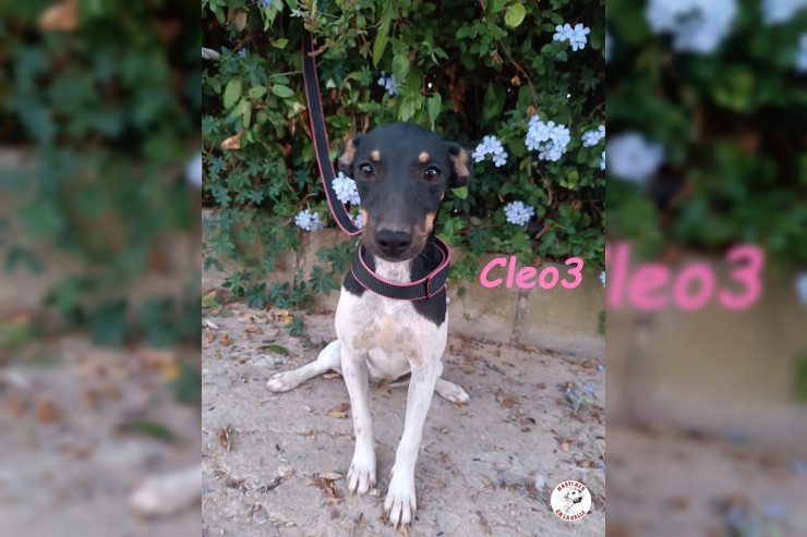 Cleo3