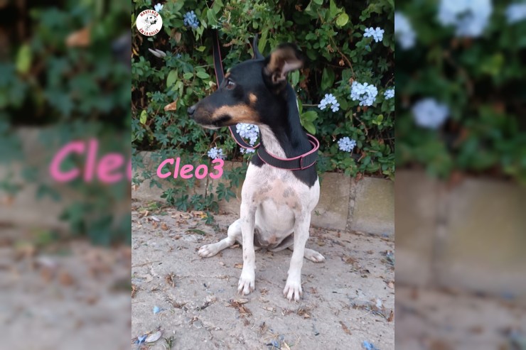 Cleo3