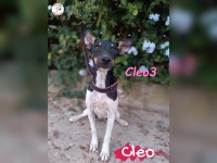 Cleo3