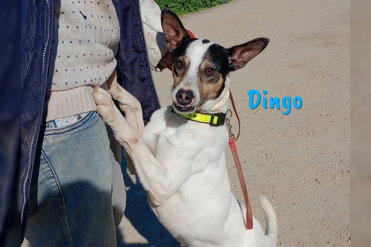 Dingo