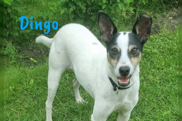 Dingo