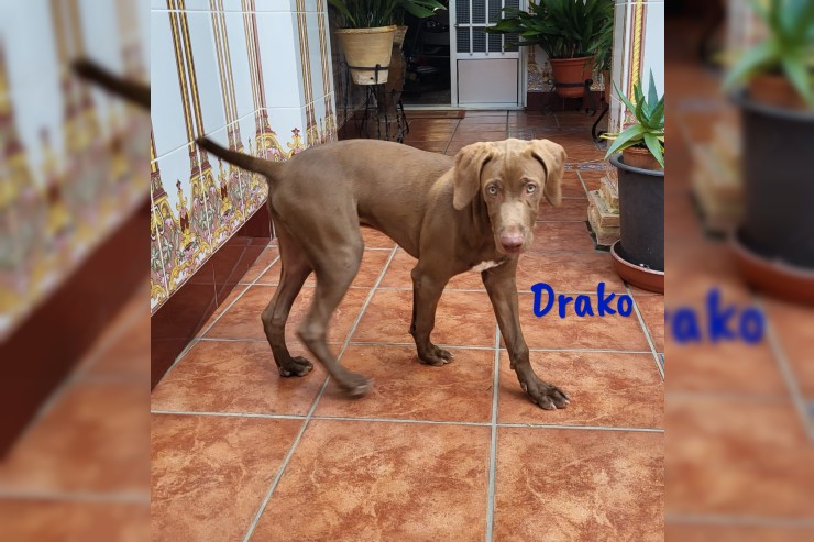 Drako