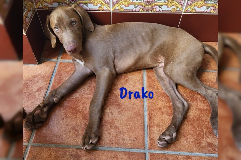 Drako